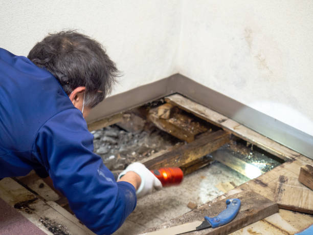 Best HVAC Mold Remediation in Hollins, VA