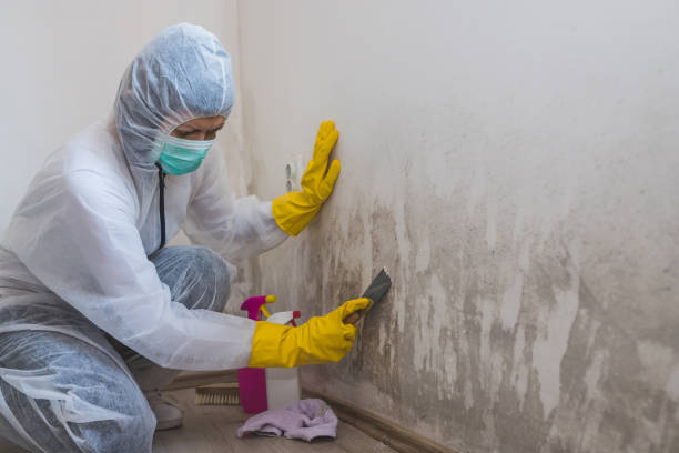 Best Mold Testing and Inspection Services in Hollins, VA