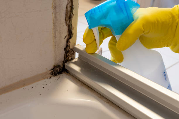 Best Mold Remediation for Specific Building Types in Hollins, VA