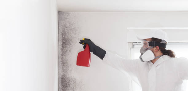 Best Residential Mold Remediation in Hollins, VA