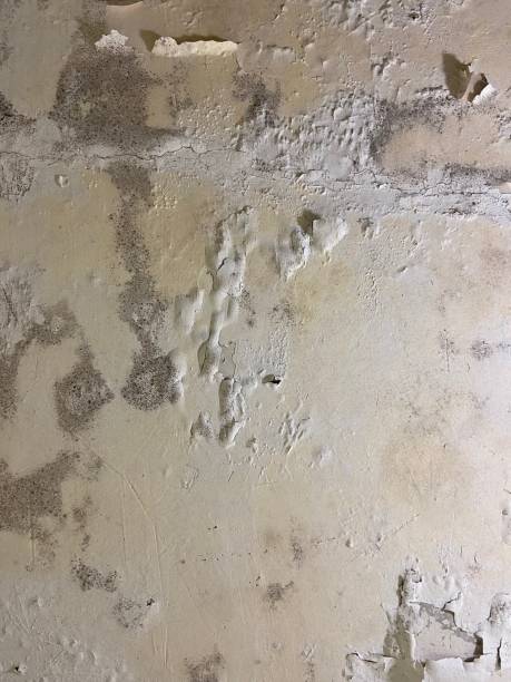 Best Localized Mold Remediation (e.g., coastal areas, humid climates) in Hollins, VA