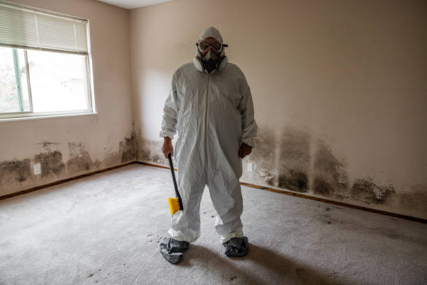 Trusted Hollins, VA Mold Remediation Experts