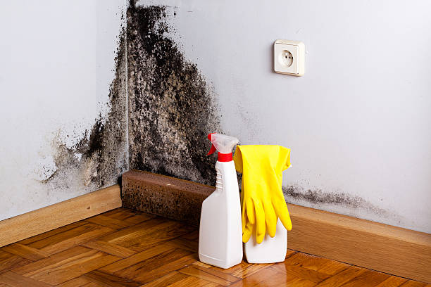 Best Emergency Mold Remediation in Hollins, VA