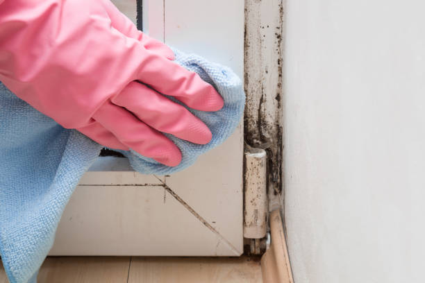 Best Residential Mold Remediation in Hollins, VA